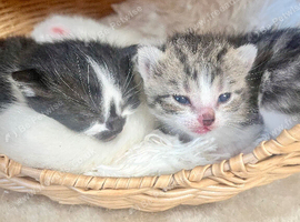 Fluffy kittens