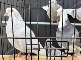 Roller pigeons