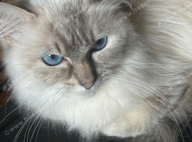 stunning rare lilac tortie female 17 months old
