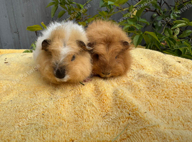 Beautiful Swiss available