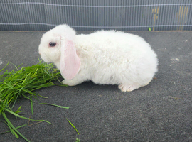 Mini plush lop