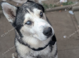Dog for rehoming
