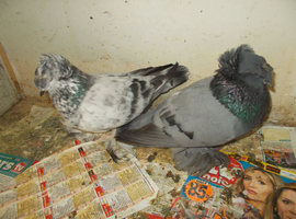 TRNOTERS FOR SALE..