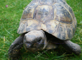 Adult Hermanns Tortoise
