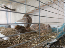 Available Coturnix Quails - Females over 4 weeks old fully feathered off heat &pound;8  each 2 for &pound;15
