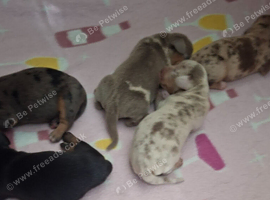 Minature dashchund