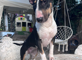 3 year old needs a new home