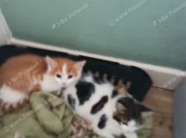 Kittens for sale lovely colours male female ready for there for ever home