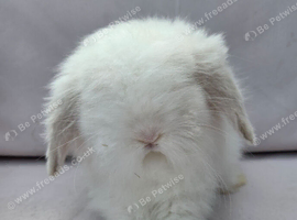 Teddywidder bunnies ready to go now