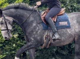 Quieter than a cob! Rising 5 year old gelding