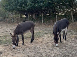 Donkeys 2 jennys