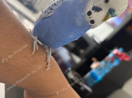 Talking male budgie for sale