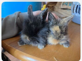 Lion lops for sale