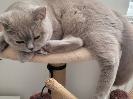 Lilac female British shorthair