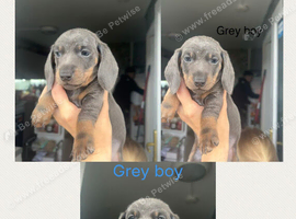 Beautiful mini Dachshunds for sale
