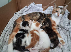 Gorgeous Tabby and White Male Kitten