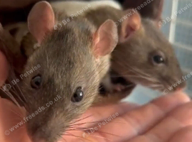 female rats