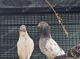 Three highflyers