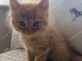 10 gorgeous ginger kittens.