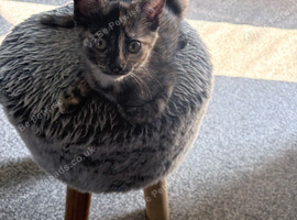 Black kitty and a tortoiseshell kitty
