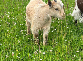 Lovely Little Pygmy Goat -'Little Bear'