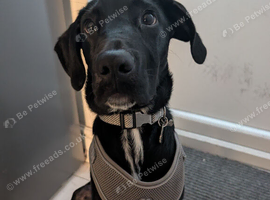 Beautiful 6 month old Labrador/Dalmatian