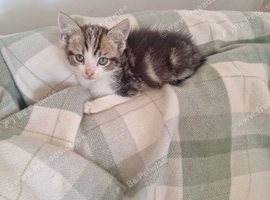 Kittens looking for loving g homes