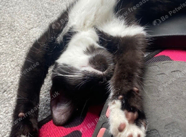 Super fussy girl- for forever home &pound;15