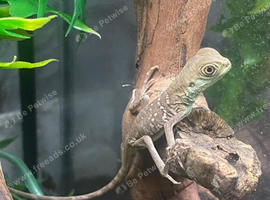 Chinese Water Dragons at Birmingham Reptiles