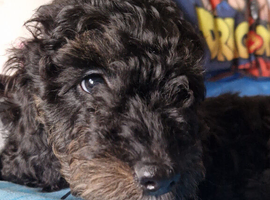 REHOMED NOW! cockapoo boy