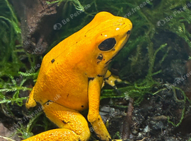 Phyllobates terribilis X2 with full setup