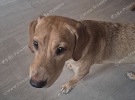 Dog 6 month old male