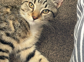 Maine coon / domestic kitten