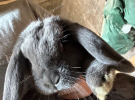 Mini lop  blue girl