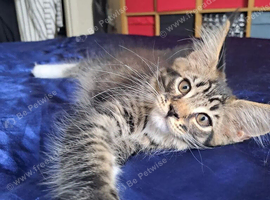 Maine Coon Kittens