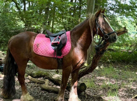 Stunning little Cob Mare