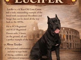 STUD DOG AVAILABLE &ndash; LUCIFER