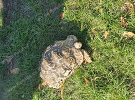 Beautiful leopard tortoise
