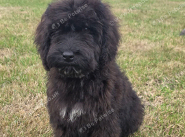 Adorable cockapoo