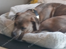 Staffie cross