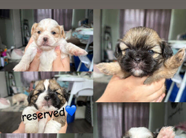 4 girls left