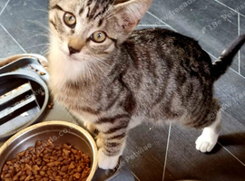 3 tabby kittens (boys)