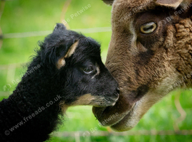 Shetland Sheep dispersal.
