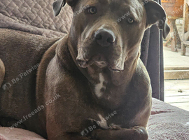 Cane corso cross