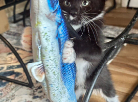 RAGDOLL MIX MALE KITTEN READY NOW