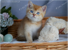 Golden male with blue eyes DBE, carry cinnamon