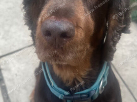 7 year old cocker