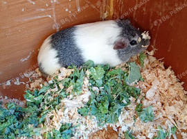 Male guinea pigs