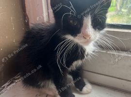 male kitten