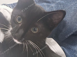 6 month old male